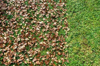 Clean Lawn with Raked Leaves