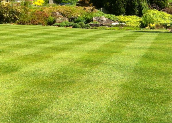 Cost of Commercial Grass Cutting in Augusta