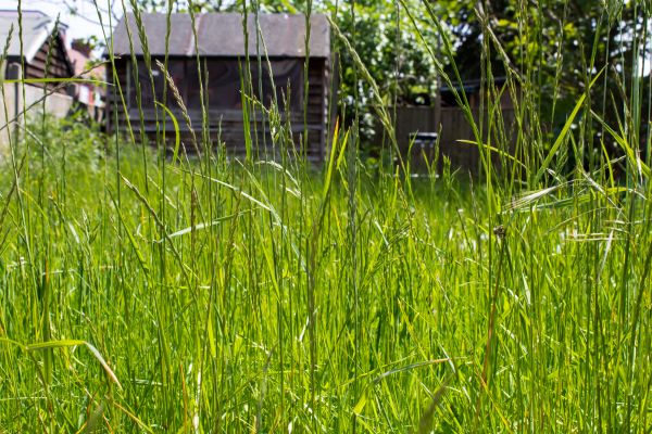 Cost of Overgrown Lawn Trimming in Augusta