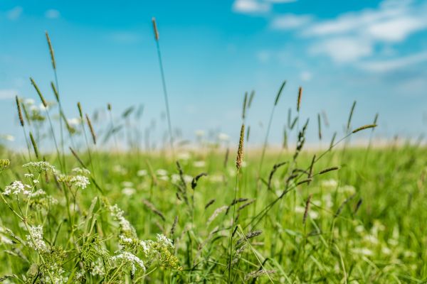 Cost of High Grass Trimming in Augusta