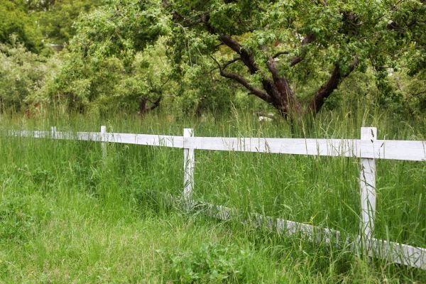 Cost of Fence Line Trimming in Augusta