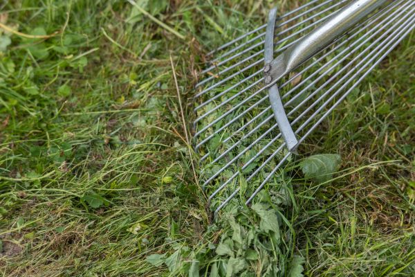 Thatch Raking in Augusta